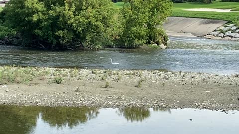 Great White Egret still fishing