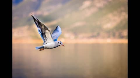 LA GAVIOTA SILVIO RODRIGUEZ