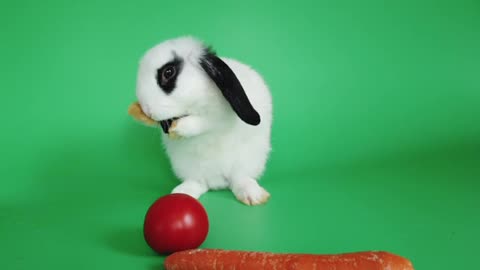 White Rabbit Grooming Its Ears