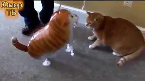 Funny cats vs balloons