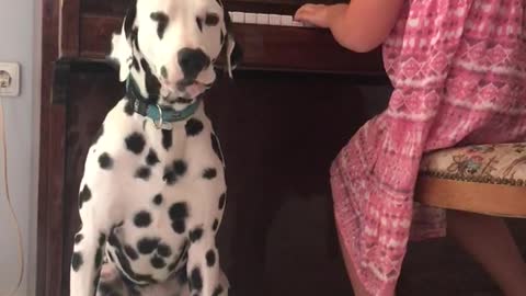 Dalmatian loves signing along to piano solo