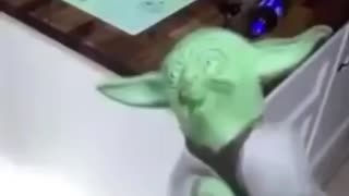 Poor yoda