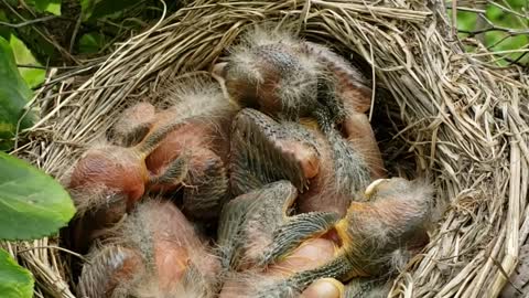 Baby Chicks in Nest