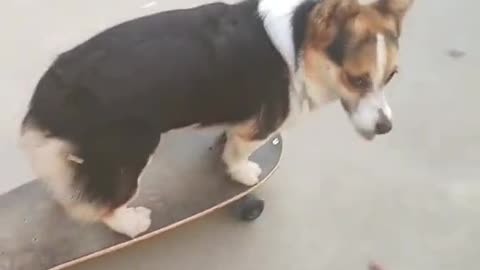 Doggy Having Good Time in Street.