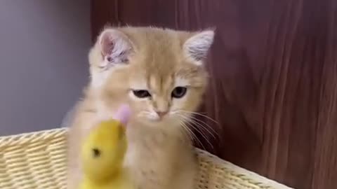 The life of ducklings and cute cats. Very interesting