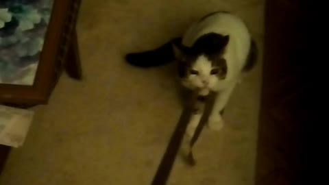 Cat doesn't like getting pulled by leash