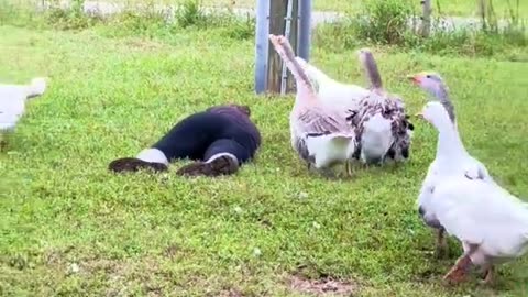 Woman pretends to faint to see how her geese would react