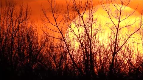 Treeline Sunset in Orange