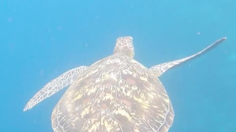 Hawksbill turtles