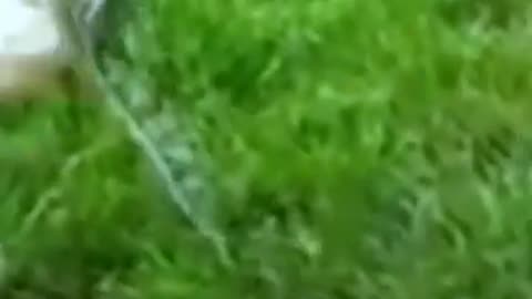 Snake vs Rabbit fight 🐇🪱 ll Funny animal fight video. #shorts