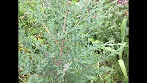 Healing The Natural World Juniper Tree August 2021