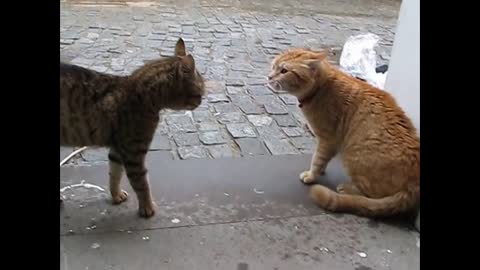 funny Cat FIGHT