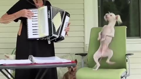 Ugly Dog Dancing