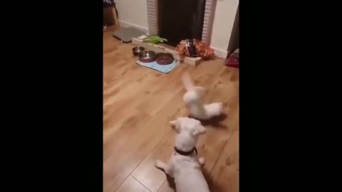 Dog vs Cat Fight, Hilarious to see!!