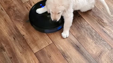 Puppy Takes Robot Vacuum for a Ride