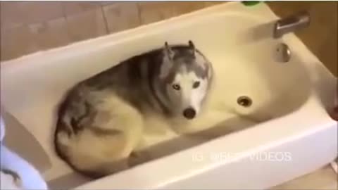 ST Husky throws hilarious temper tantram