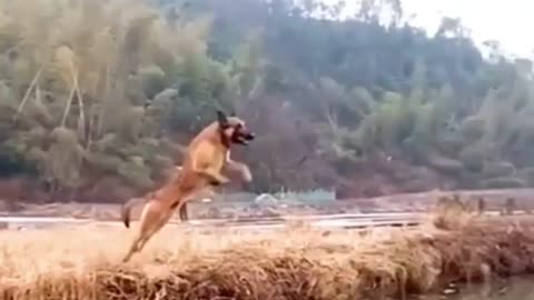 Jumping dog # Dog training ##