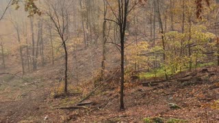 Hunter Catches Buck on Camera