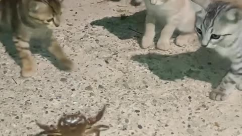 Crab vs cats 😯😂