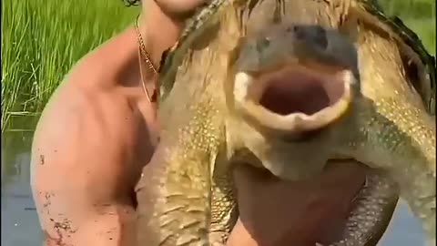 Turtles power video