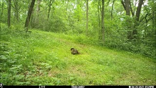 Spring turkey poults