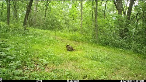 Spring turkey poults