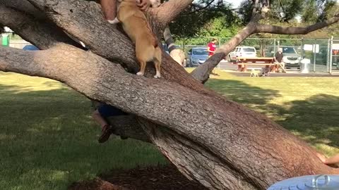 Corgi Climbs Tree