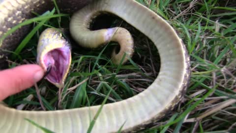 Hognose Snake (Hisses and then plays dead)