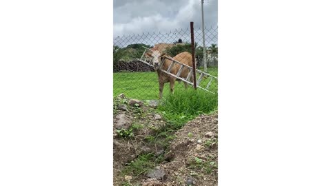 Funny animals getting their heads stuck in things