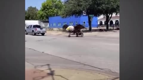 Ultra Maga Man Riding a Bald Eagle!