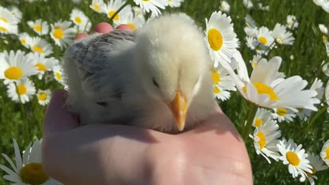 Our first chicken