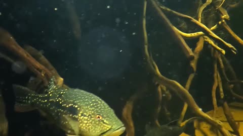 Underwater in the Xingu River Aquarium