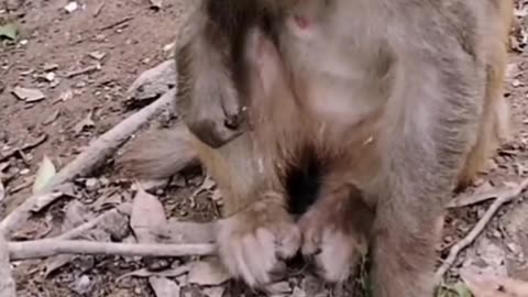 Monkey baby video