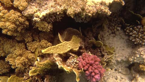 Yellow Coral Reef underwater