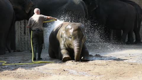 Man showering a baby Elephant