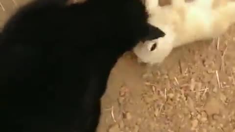 Little Fox Reunites With Cat Friend