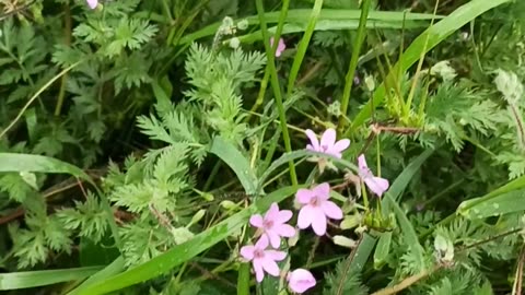 Tiny wild flowers