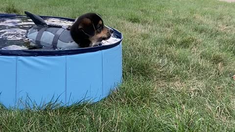 Puppy Not Sure About Swimming