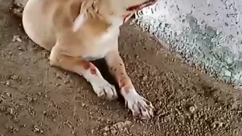 Bleeding dog at borivali east #cat #dog #catlover #doglover #animals #pets #instastrays