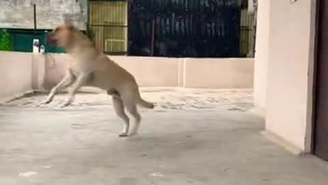 Labrador puppy full training