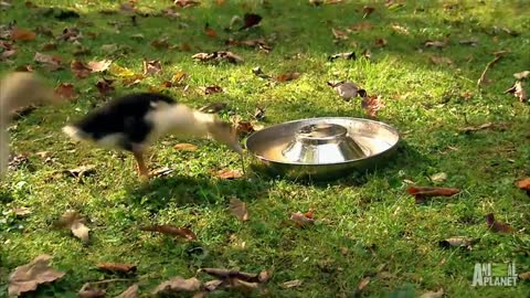 Puppies and Ducks #stressbuster