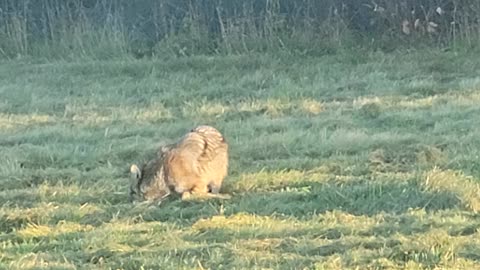 A coyote hunting