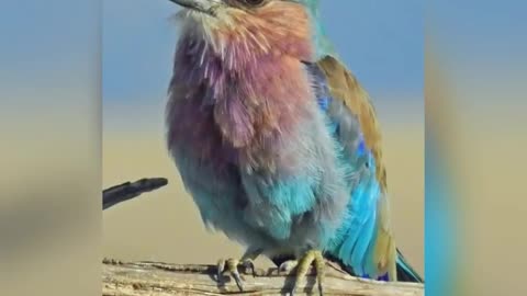 Beautiful Birds /Colourful Birds /World Beautiful Bird