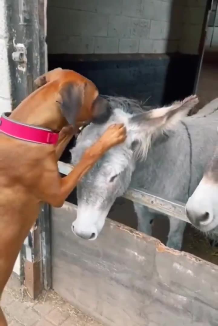 Dog loves his donkey friends..🐕🐾