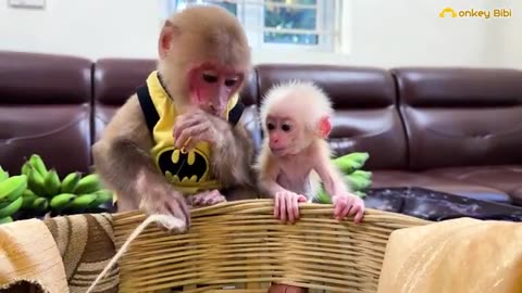 Bibi_helps_dad_incubate_banana_making_the_baby_monkey_is_surprised!(360p)