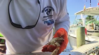 Blue crab lunch