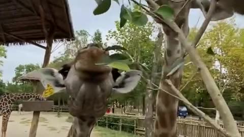 amazing#zookeeper#amusing