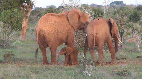 Elephant giving birth