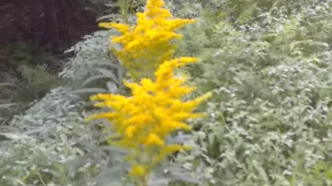 Goldenrod