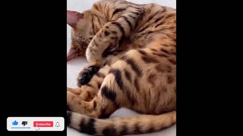 Cats Sleeping in Funny Positions And Weird Places Funny Videos